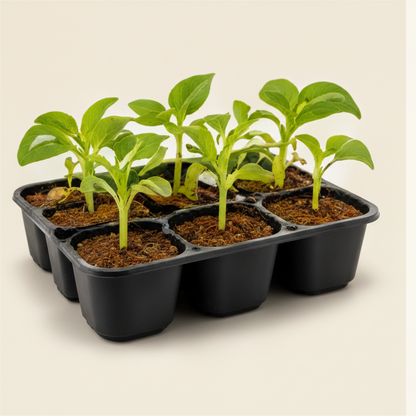 Vegetable Growing Kit – Grow Fresh Tomatoes, Cucumbers & Peppers at Home