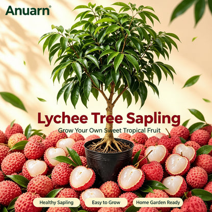 Auarn Lychee Sapling, Sweet & Juicy Tropical Fruit Plant for Home Garden, Patio & ContainersPlanting