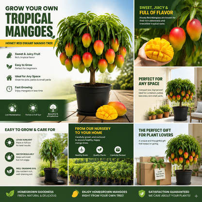 Anuarn Honey Red Dwarf Mango Tree – Sweet Tropical Fruit Tree for Home Garden