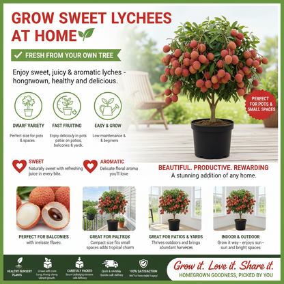 Auarn Lychee Sapling, Sweet & Juicy Tropical Fruit Plant for Home Garden, Patio & ContainersPlanting