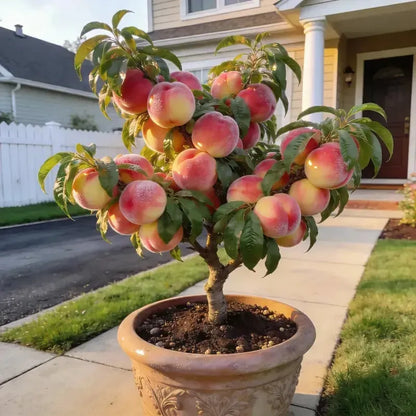 🔥 65K+ SOLD! 🍑 Anuarn "Honey Red" Dwarf Peach Tree Live Seeds