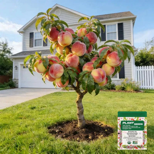 🔥 65K+ SOLD! 🍑 Anuarn "Honey Red" Dwarf Peach Tree Live Seeds