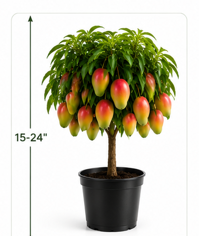 Anuarn Honey Red Dwarf Mango Tree – Sweet Tropical Fruit Tree for Home Garden